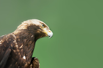 eagle