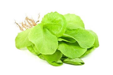 lettuce