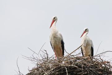stork