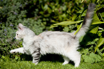 White with gray cat walking on the grass, tail up