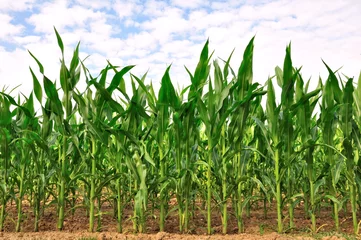 Fotobehang rangées de maïs © coco