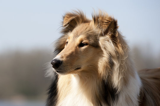 Scotch Collie sitting on the beach near a lake