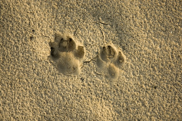 Dog footprints in the wet sand of the beach.