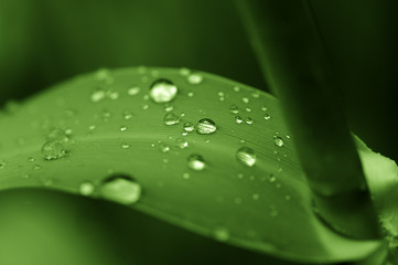 leaf with water drops