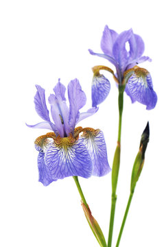 Iris Sanguinea