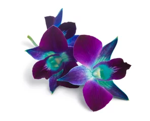 Wall murals Orchid orchid