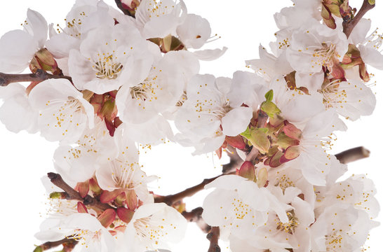 lot of cherry flowers on white background