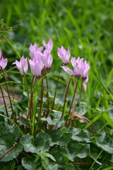 Cyclamen Flower