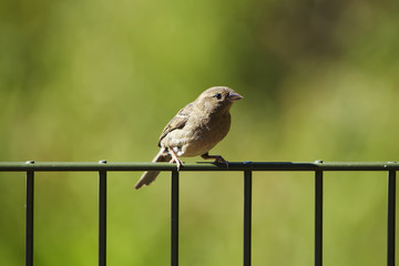 Spatz, Sperling