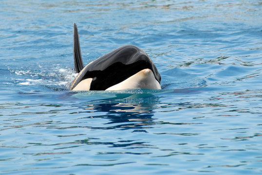 T&ecirc;te et nageoire d'une orque &eacute;paulard vue de face