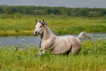 Obraz na płótnie Canvas arabian horse