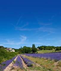 lavandes et ciel bleu