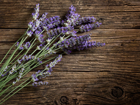 Fototapeta lavender flower