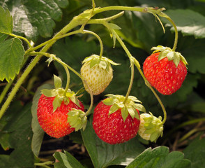 strawberry growing on a tree