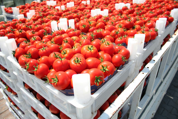 tomatoes in the box
