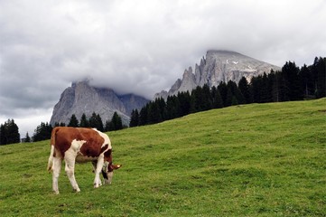 Fototapeta na wymiar Kühe auf den Langkofel Almen