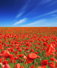Beautiful poppy field