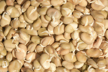 closeup of Chinese Fava Beans