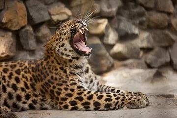 Fotobehang Panter leopard