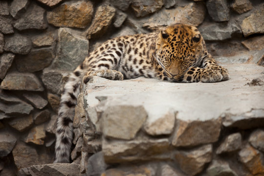 Leopard