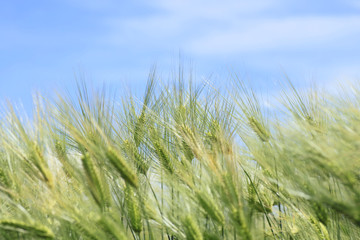 青空と小麦