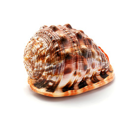 Beautiful seashell