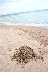 sea snails