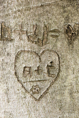 Heart with initials carved in tree trunk