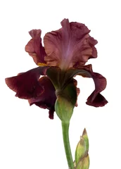Papier Peint photo Lavable Iris Iris