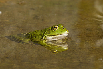 Rana esculenta - Green Frog - Grenouille verte