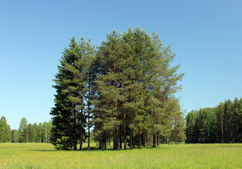 Obraz premium Pine Trees