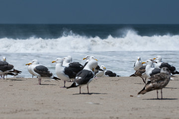 Viele suchende Möwen