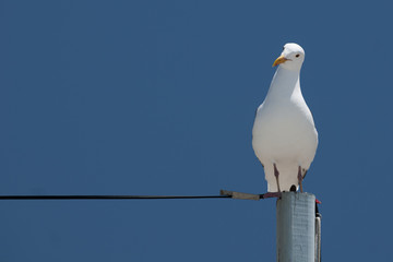 Wunderende Möve © A2LE