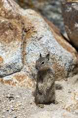 Suchendes Erdhörnchen