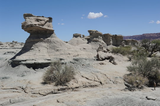Parco Naturale di Ischigualasto: zampa