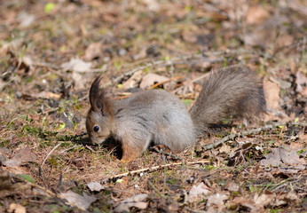 Naklejka na ściany i meble The squirrel searches for meal