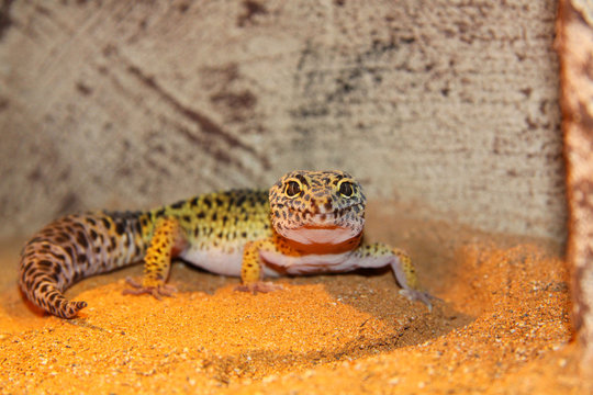 Leopardgecko