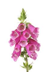 Foxglove © Richard Griffin