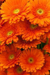 Orange gerbera flowers