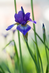 Siberian irises bud and bulb