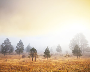 Obraz na płótnie Canvas Mgła w lesie