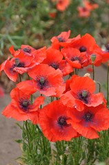 Viel Mohn