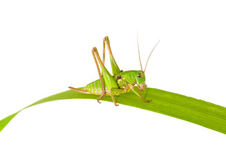 Grasshopper closeup