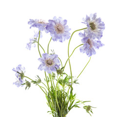 Scabiosa