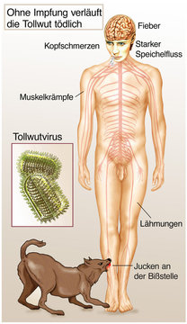 Tollwutvirus.Ohne Impfung verlaeuft die Tollwut toedlich