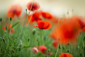 Fototapeta premium Roter Mohn