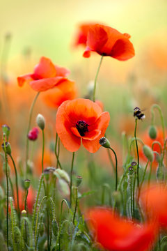 Fototapeta Roter Mohn