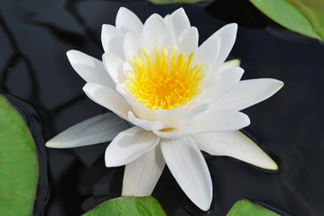Lily white on the lake water