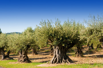 champs d'oliviers centenaires