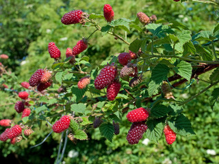 Tayberrys